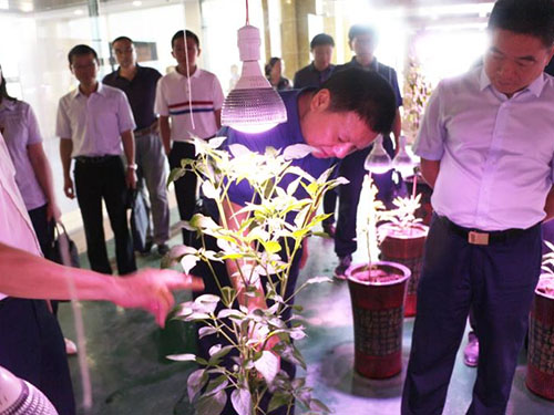 湖南軍杰辣椒,軍杰剁辣椒,湖南剁辣椒  湖南軍杰辣椒,軍杰剁辣椒,湖南剁辣椒