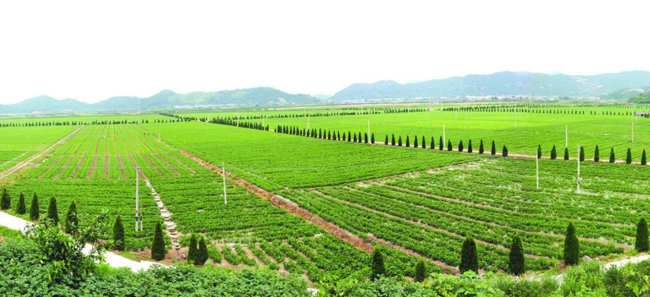 湖南軍杰辣椒,軍杰剁辣椒,湖南剁辣椒  湖南軍杰辣椒,軍杰剁辣椒,湖南剁辣椒